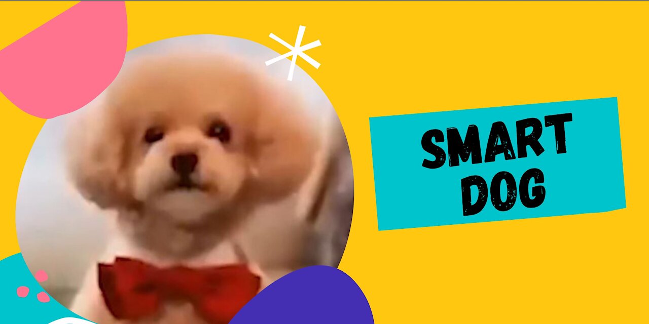 Very cute and smart dog