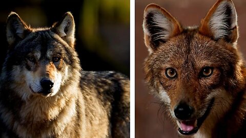 Wilde hondachtigen & NEDERLAND: promotie oprukkende Wolven hoge Veluwe Moeflons wild. Gouden Jakhals