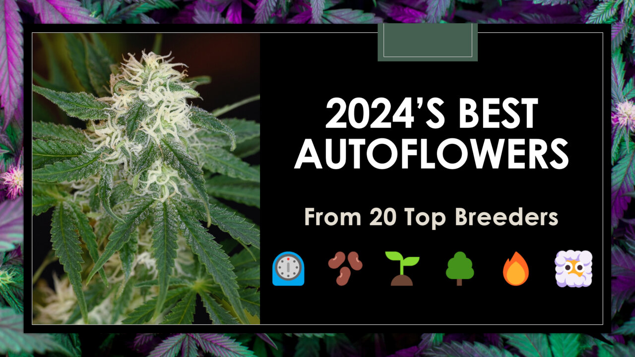 2024's Best Autoflower Seeds: Top 20 Strains