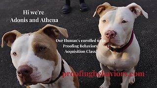 Hi we're Adonis and Athena