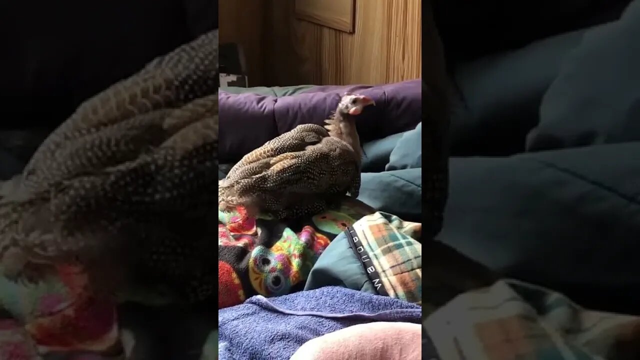 Disabled guinea fowl perches on dog!