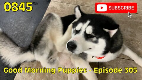 [0845] GOOD MORNING PUPPIES - EPISODE 305 [#dogs #doggos #doggies #puppies #dogdaycare]