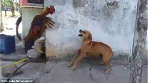 Chicken VS Dog Fight - Funny Dog Fight Videos