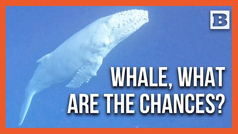 Rare Albino Baby Humpback Whale Spotted Off Tonga