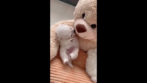 cat cute video with doll watch till end