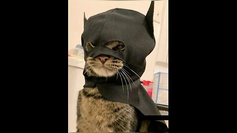 Funny Animals