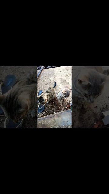 Blue and Skippy 17th December 2022