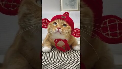 Do you like my new hat?? 😹😹 #shorts