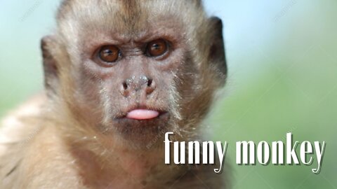 The monkey who was stunned by the magic show he watched.