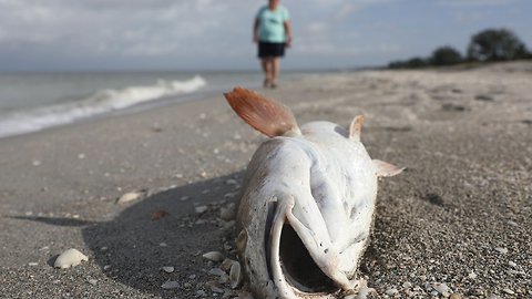 People Are Reportedly Getting Sick From Florida's Red Tide