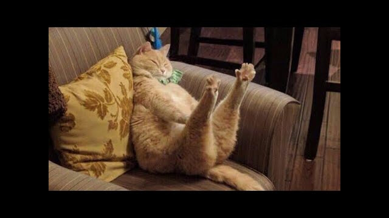 😻😹 Hilarious Cat Antics: Compilation №37