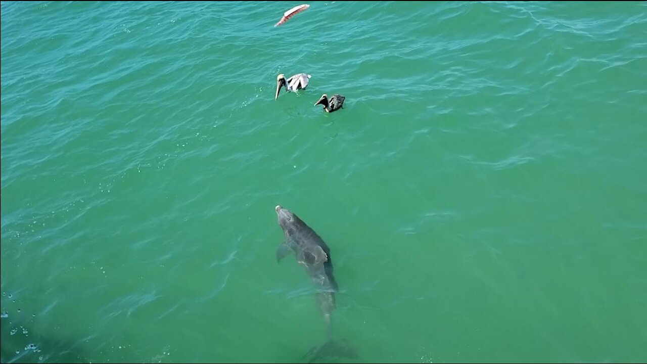 Dolphins at Naples Pier