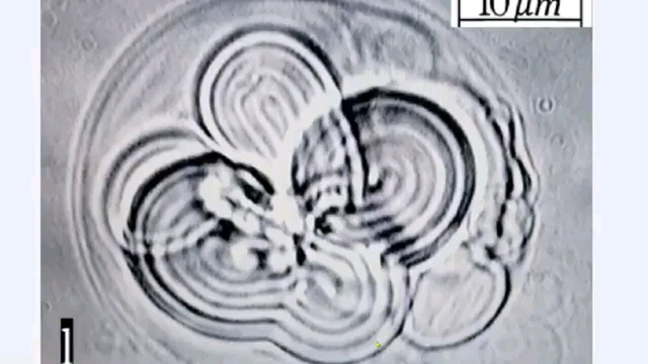 Japanese & South Korean Scientists find NANO-STRUCTURES in covid vaccines! 9/2024