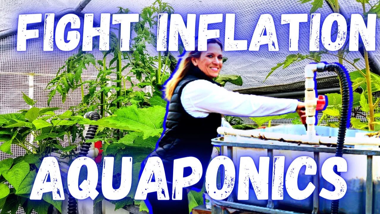 Backyard Aquaponics Farming Fresh Fish and Vegetables to Fight Food Inflation