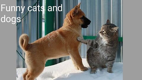 funny cats and Dogs