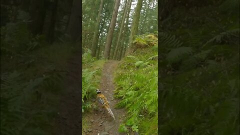 MTB rider attacked by killer pheasant