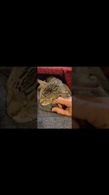 Skippy is being a real smooge