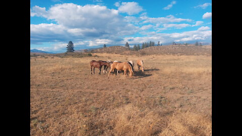 How to keep your horse healthy during the pandemic