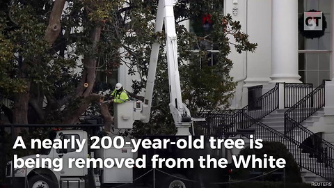 MSM Blames Melania for WH Tree Coming Down