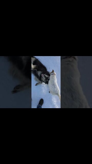 Ares Jack Russell and Kona a goldenski