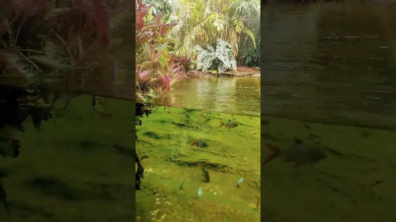 Auckland Zoo crocodile enclosure