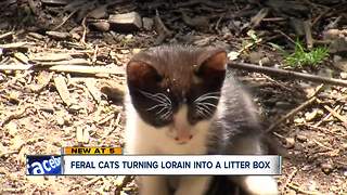 Lorain is a litter box for 9,000 feral cats