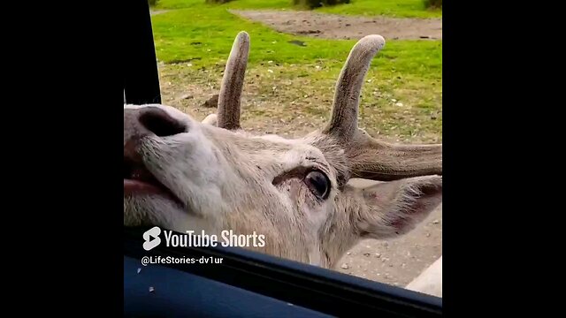 Adorable 🦌 at the Game Farm #cutedeer #deer #shortvideo