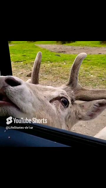 Adorable 🦌 at the Game Farm #cutedeer #deer #shortvideo