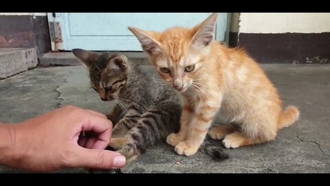 kittens