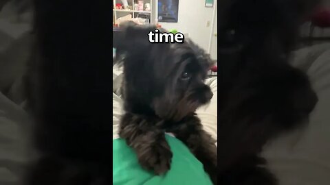 Does YOUR DOG do THIS 🤣 Wholesome Moments