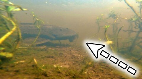 Pleco Catfish in a Florida Pond