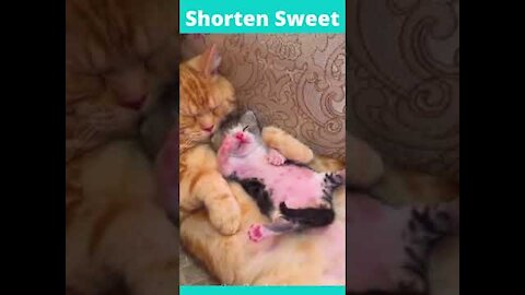 Funny Animals Compilation #shorts.Best of the 2022 funny animal videos.Cute Pet's & Cat's Fun videos