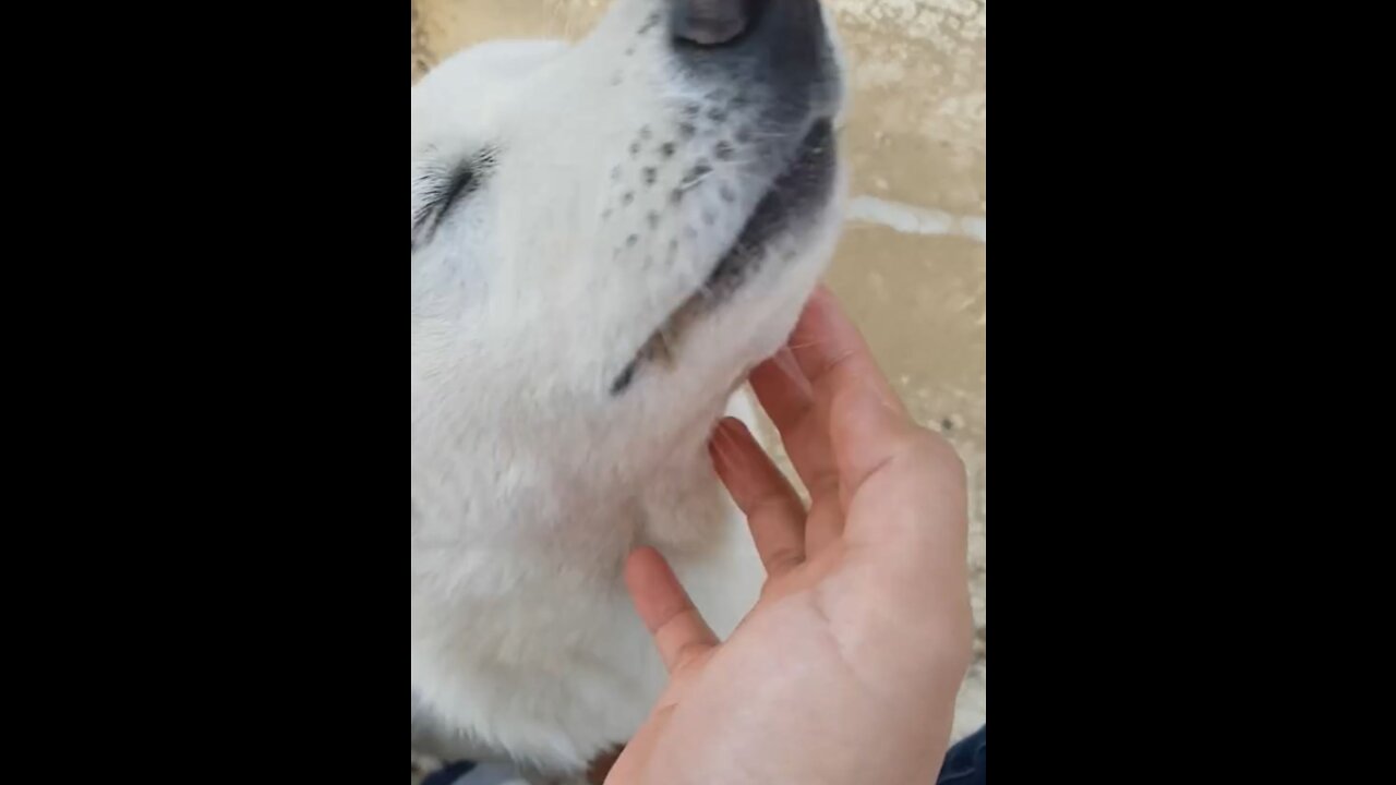 Playing with a cute puppy (Jindo dog)