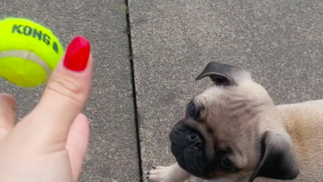 Pug Puppys first time playing fetch