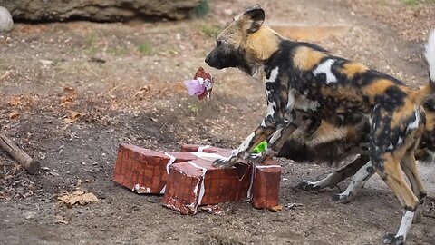 Christmas presents arrive early for animals at Chicago-area zoo