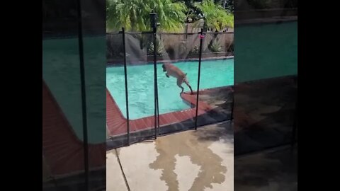 Pool-loving Pup Jumps In The Water All Day Long #2022 #shorts #ytshorts