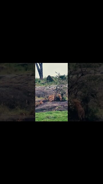 Fun On The Rocks! #shorts | #ShortsAfrica