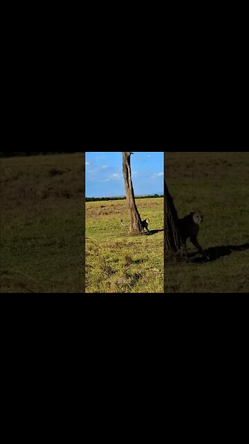Cheetah Scent-marking #shorts | #ShortsAfrica | #Septdailyshorts