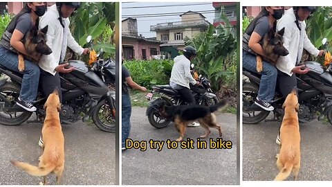 Dog try to sit in bike funny dog