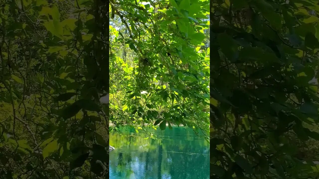 The Black Pond at Alfred B. Maclay Gardens State Park 17 #shorts