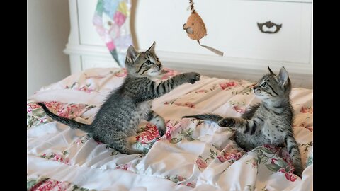 Cats and cat Murka & Bantik 2