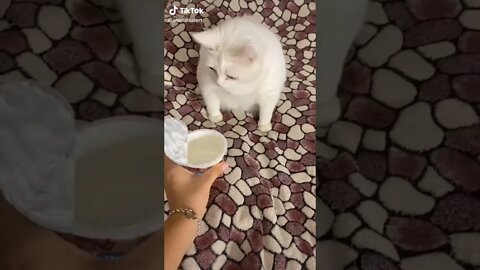 Dogs And Cats Reaction To Food - Funny Animal Reaction #JustPets #shorts Funny Videos