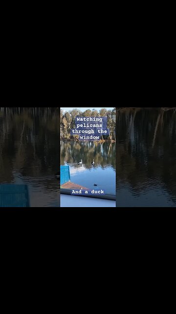 Pelicans and a duck. A view from our window.