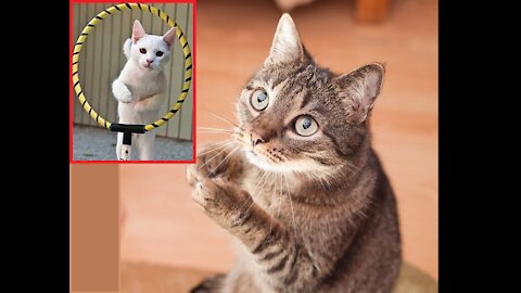 30 TRICKS THAT YOU CAN EASILY TEACH YOUR CAT