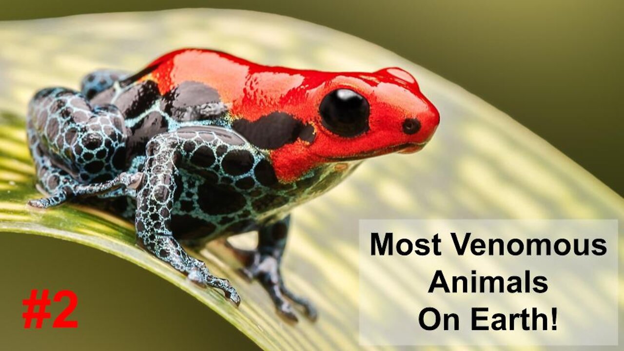 Poison Dart Frog: Most Venomous Animals On Earth