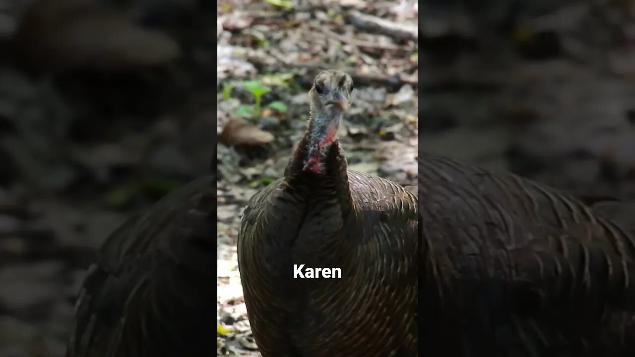 Karen Fires Up The Boys #turkeyhunting #springturkeyhunting #turkeycall