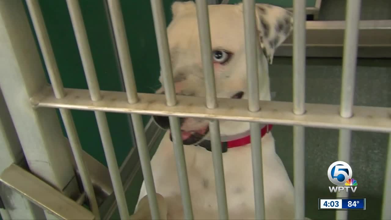 Palm Beach Care and Control keeping dogs cool this summer