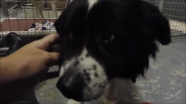 Chained & neglected dog begins new journey