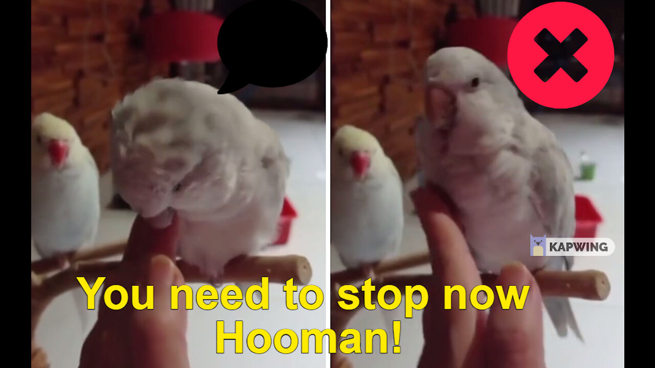 Staahp cuddling Hooman, I'm okay... Thanks.