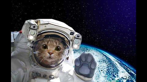 Cute kittens meowing compilation | Funny kitten video | Kitten meowing 2021